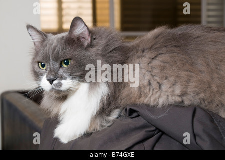 Grigio e bianco gatto persiano con occhi verdi Foto Stock