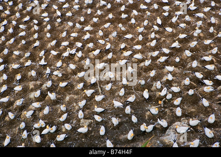Nuova Zelanda, Isola del nord, Murawai Gannet colonia, Australasian gannett ( Morus Serrator ). Foto Stock