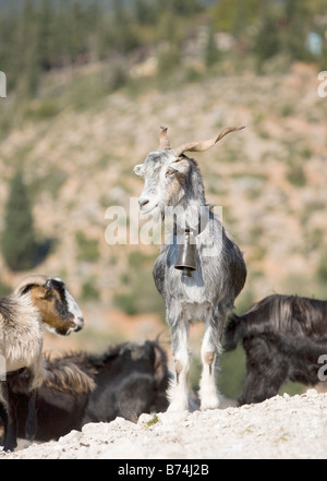 Magnifica portare capra - Cefalonia, Grecia, Europa Foto Stock