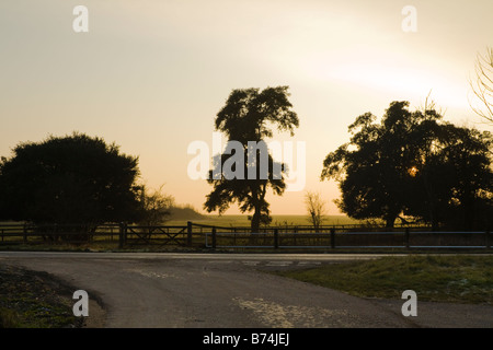 Silhouette di alberi nel sole del pomeriggio Foto Stock