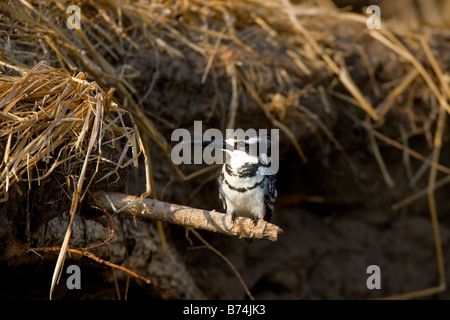 Pied Kingfisher su essiccato Reed in Okavango Panhandle, Botswana Foto Stock