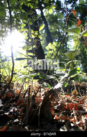 Erba lunga felci e sottobosco nel sole di mattina in wild fitta foresta boschi Foto Stock