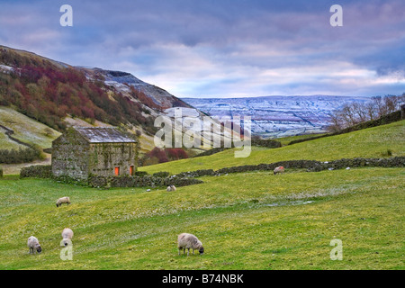 Fienile e pecore in Swaledale superiore vicino Thwaite Yorkshire Dales National Park Foto Stock