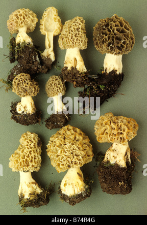 Morchella esculenta collezione Morel Foto Stock