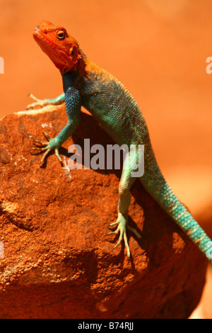 Un East African Rainbow Lizard crogiolarvi al sole su una roccia in Kenya Foto Stock