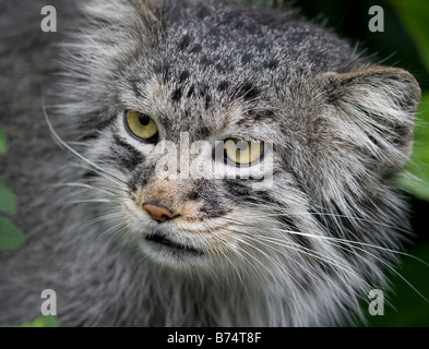 Gatto di Pallas Foto Stock