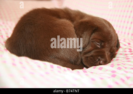 Il cioccolato Labrador cucciolo dorme Foto Stock