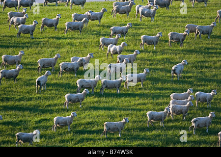 Nuova Zelanda, Isola del Sud, il Catlins, vicino Invercargill. Pecore. Foto Stock