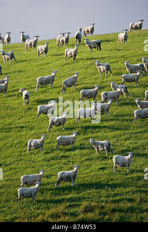 Nuova Zelanda, Isola del Sud, il Catlins, vicino Invercargill. Pecore. Foto Stock