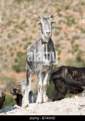 Magnifico capra piombo Kefalonia in Grecia Foto Stock