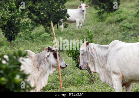Tre Brahma vacche nel frutteto con stick dispari legato alla testa di una mucca Foto Stock