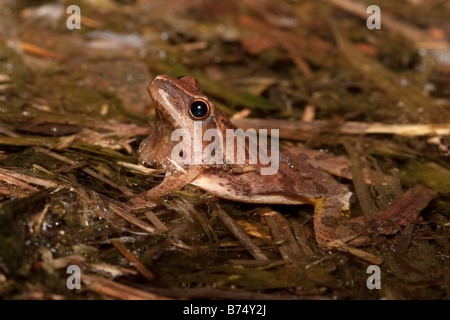 Pseudacris senape, Northern Spring Peeper chiamando dall'acqua Foto Stock