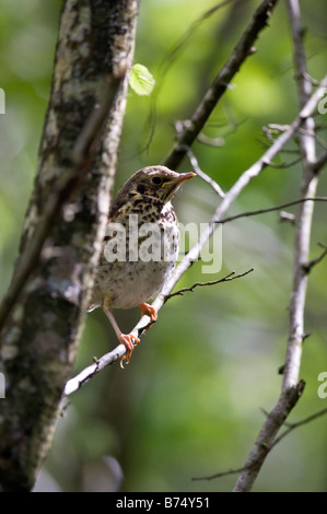 I capretti tordo (Turdus philomelos) nella struttura ad albero della molla Foto Stock