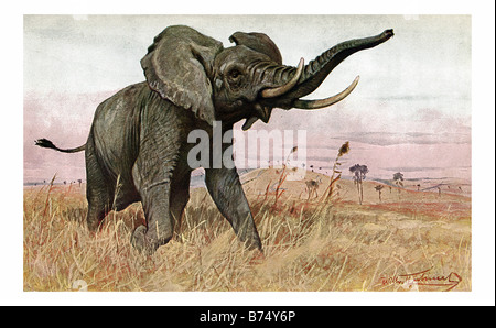 Illustrazione di una carica di elefante africano Foto Stock