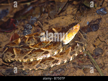 Terciopelo, fer-de-lancia, Bothrops asper, snake Foto Stock