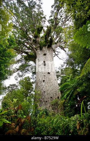 Nuova Zelanda, Isola del nord, Waipoua Kauri Forest National Park. Kauri tree, chiamato : Tane Mahuta, 51 metri. Foto Stock