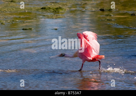 Unico Roseate Spoonbill Platalea ajaja in esecuzione in acqua in J N Ding Darling National Wildlife Refuge su Sanibel Island Florida Foto Stock