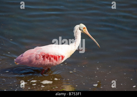 Unico Roseate Spoonbill Platalea ajaja in J N Ding Darling National Wildlife Refuge su Sanibel Island Florida Foto Stock