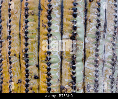 Un saguaro sotto la pioggia con metà bagnato e colore saturo e metà asciutto e polverosa Foto Stock