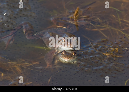 Rane comuni, Rana temporaria coppia coniugata con uova Foto Stock