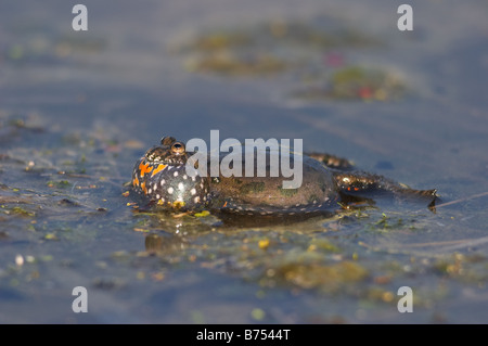 Il rospo Fire-Bellied, Bombina bombina chiamando Foto Stock