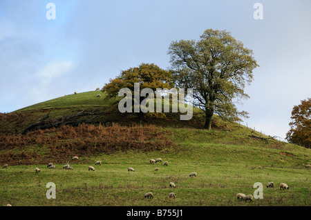 Pecore al pascolo in un paesaggio autunnale in Cotswolds Foto Stock