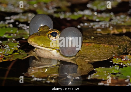 Rana di palude, Rana ridibunda chiamando Foto Stock