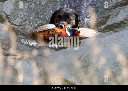 Un nero Labrador nuota in un fiume dopo il recupero di un fagiano durante un gioco spara. Foto Stock