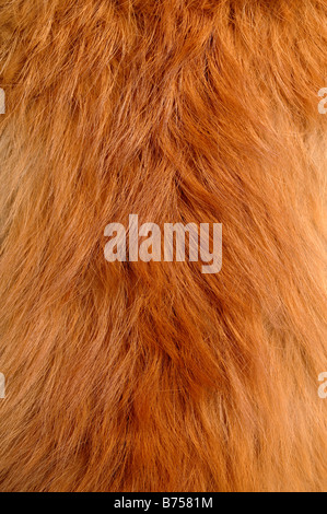 Pelliccia di volpe close up dettaglio Foto Stock