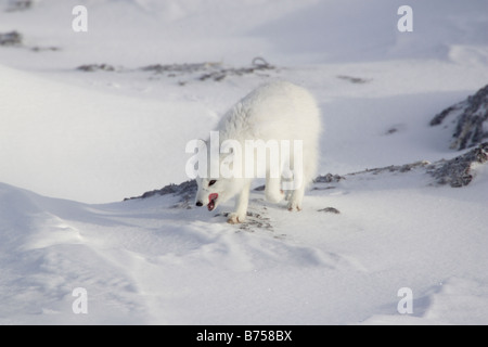 Arctic Fox nella neve Foto Stock