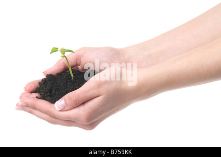 Mani femminili con un piccolo impianto, Winnipeg, Manitoba Foto Stock