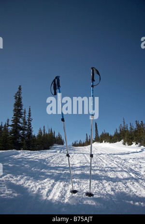 Escursionismo poli bloccato nella neve lungo il carbone Lago Trail, Whitehorse, Yukon, Canada Foto Stock
