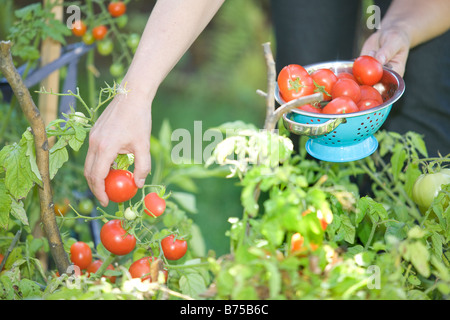 Pomodori freschi essendo prelevato dal giardino nel cortile, Winnipeg, Manitoba, Canada Foto Stock