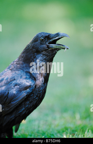 Comune di Corvo imperiale Corvus corax europa europa Foto Stock