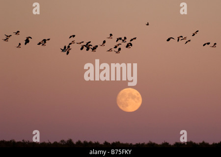 Pavoncella peewit plover volare alla luna piena Kiebitze vor dem Vollmond Vanellus vanellus Foto Stock