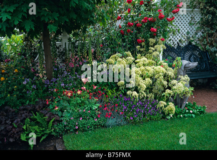 Un colorato confine misti con giovani Cornus controversa variegata in fiore Foto Stock