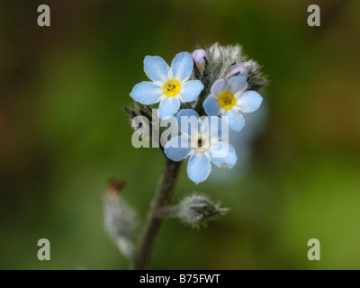 Campo non ti scordar di me, myosotis arvense Foto Stock