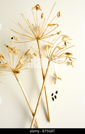 Testa di seme di Agapanthus ( Fiore blu ) Foto Stock