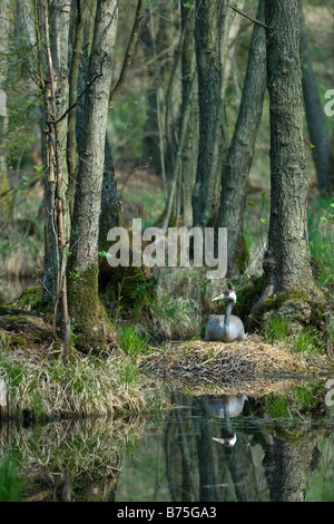 Comune eurasiatica gru grus grus Kranich Sitter Foto Stock