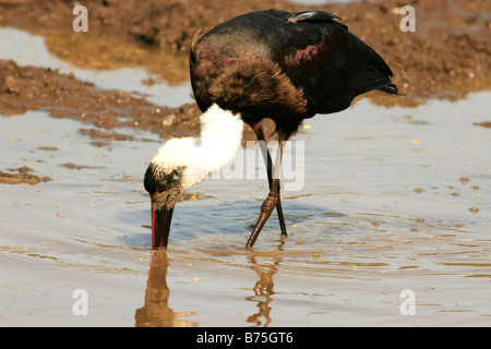 Ciconia episcopus il wolly colli ciconiidae cicogna africa wollhalsstorch Foto Stock