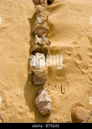 Fossile di lombare e verterbae di coda di balena Basilosaurus, Wadi Al-Hitan (Valle delle Balene), Fayoum, Egitto Foto Stock