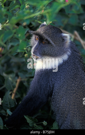 Blue Monkey seduto a terra Foto Stock