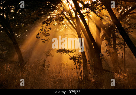 Giungla foresta di teak Hwange alberi di teak NP Zimbabwe Africa tropicale di alberi di legno duro incidenza della luce Foto Stock