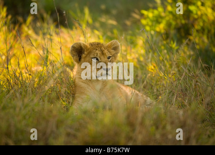 Lion cub giacente in erba del Masai Mara in Kenya Foto Stock