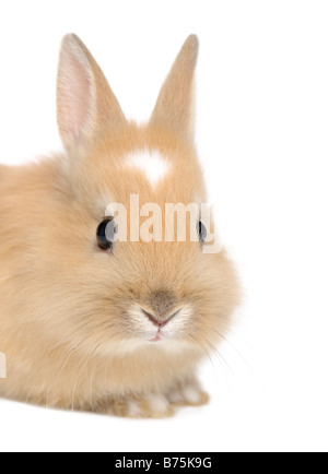 Coniglio bambino davanti a uno sfondo bianco Foto Stock