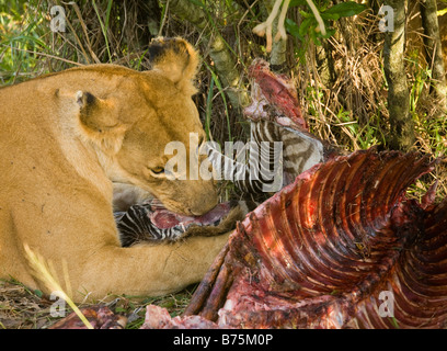 Leonessa alimentazione su una Zebra che aveva ucciso in Kenya Foto Stock