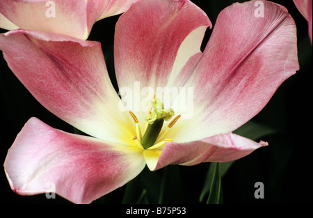 Ibridi di Darwin Tulip Hatsuzakura fotografati a giardini Keukenhof in Lisse, Paesi Bassi. Foto Stock