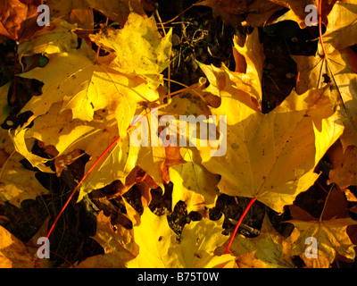 Herbstlaub am Boden, foglie di autunno Foto Stock