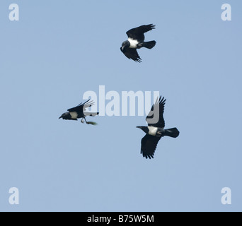 Pied Crows Corvus albus giocando Foto Stock