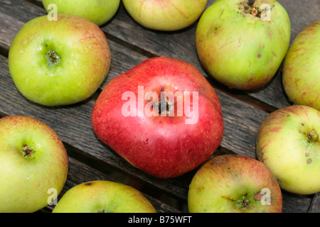 Bramley la cottura di mele Foto Stock